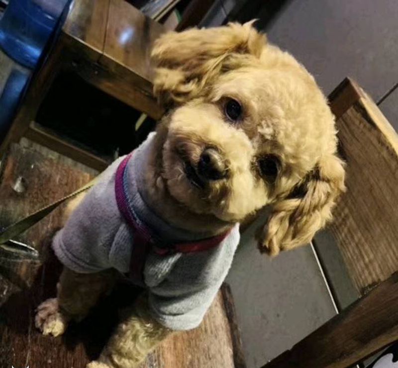 死狗纹身图片_手臂欧美写实纹身图案