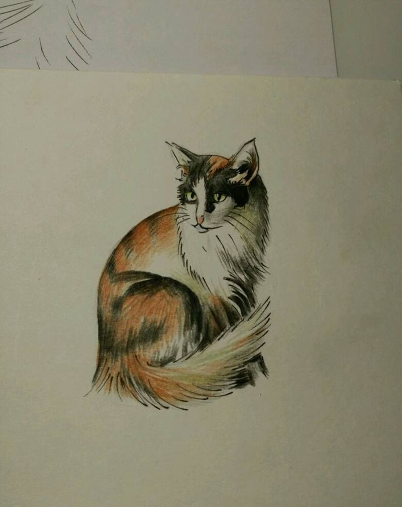 猫手稿纹身图片