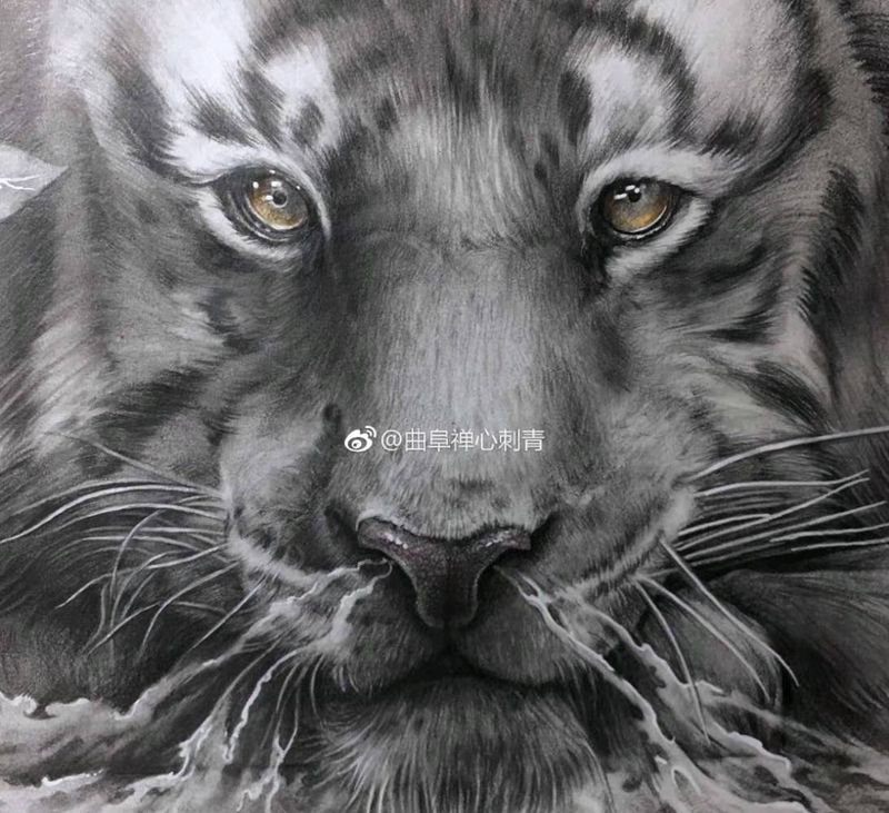 心有猛虎细嗅蔷薇纹身图片_胸部腹部欧美写实水墨老虎蔷薇花纹身图案