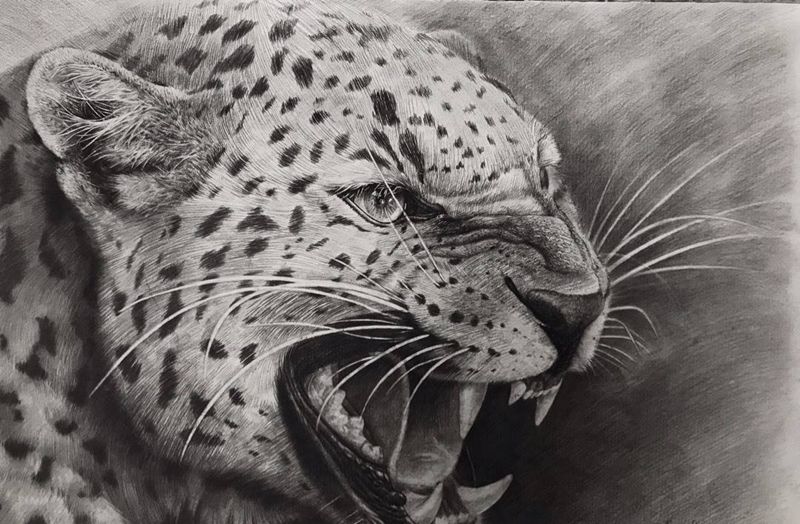铅笔素描 豹子纹身图片_欧美写实素描 手稿纹身图案