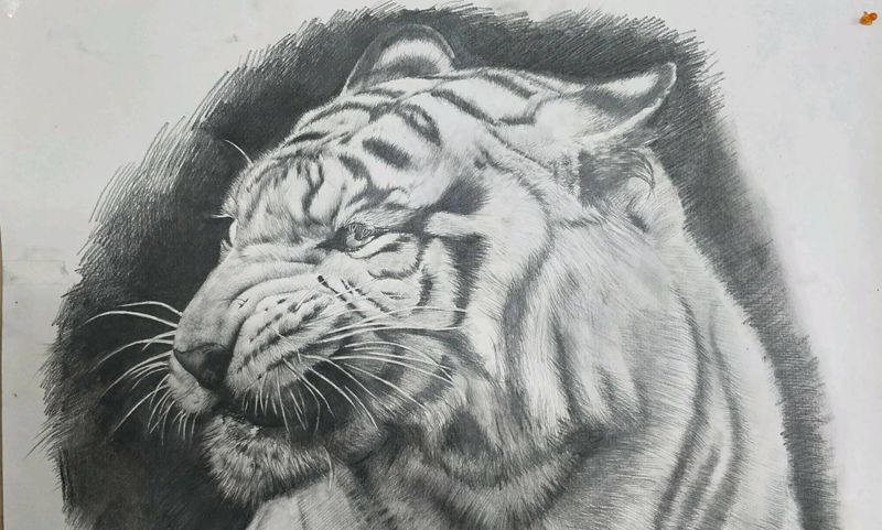 绘画练习老虎纹身图片_欧美写实老虎纹身图案