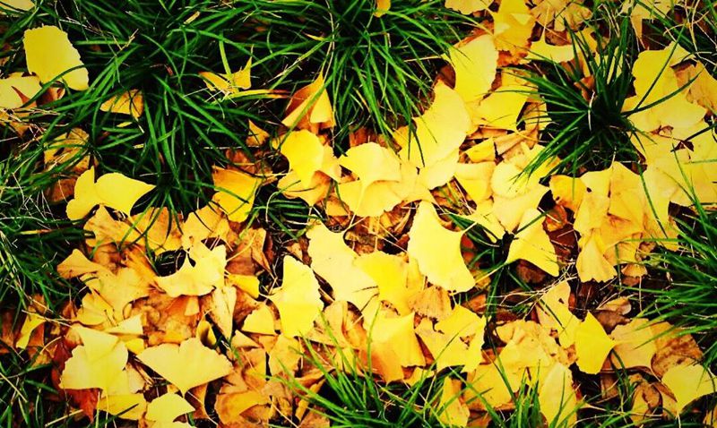 真没见过叶子 还是真没见过两个同样的叶子 书签被抢完了是真的～[月亮]纹身图片