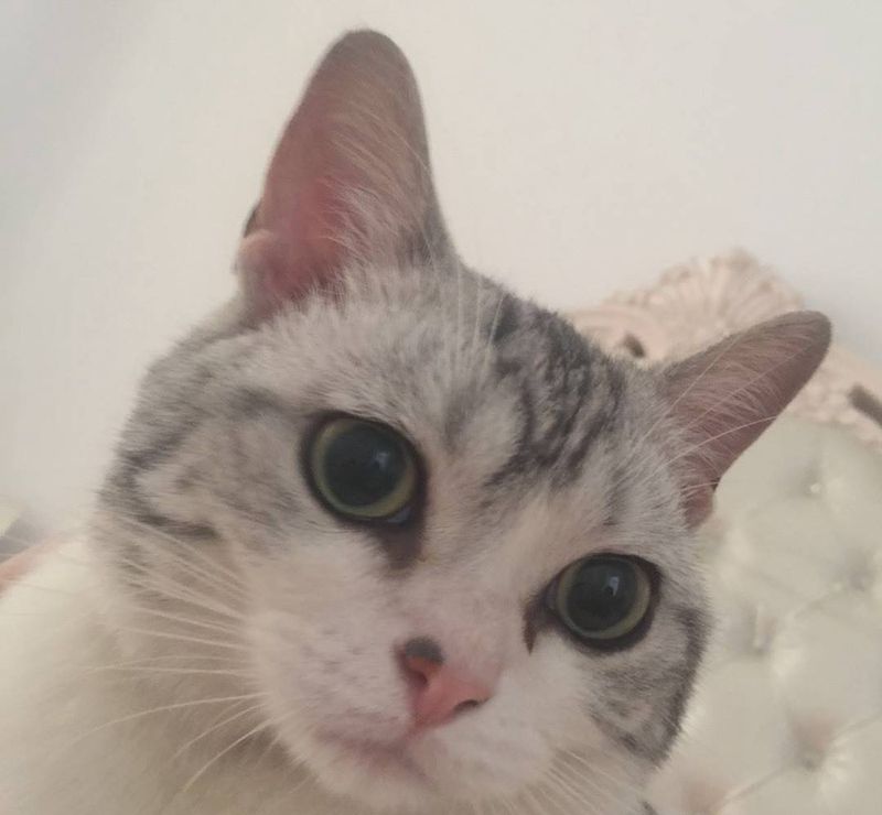 锁骨上的猫咪纹身图片