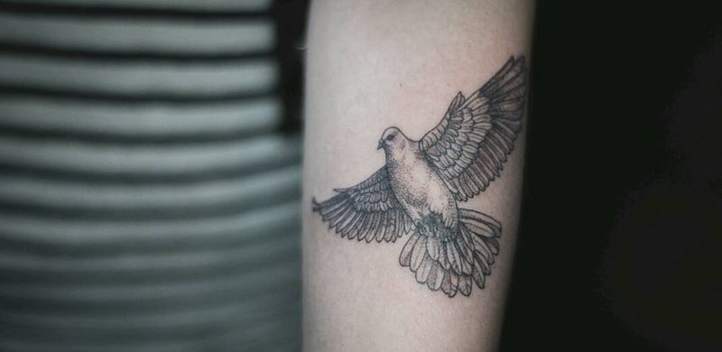 鸽子纹身图片_手臂欧美动物成品插画纹身图案