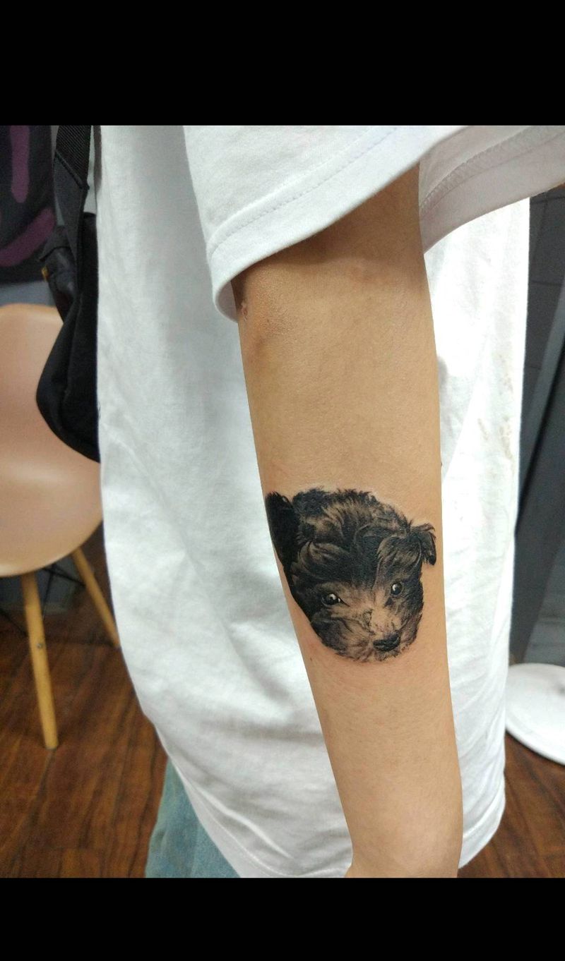 泰迪纹身图片_手臂欧美写实纹身图案