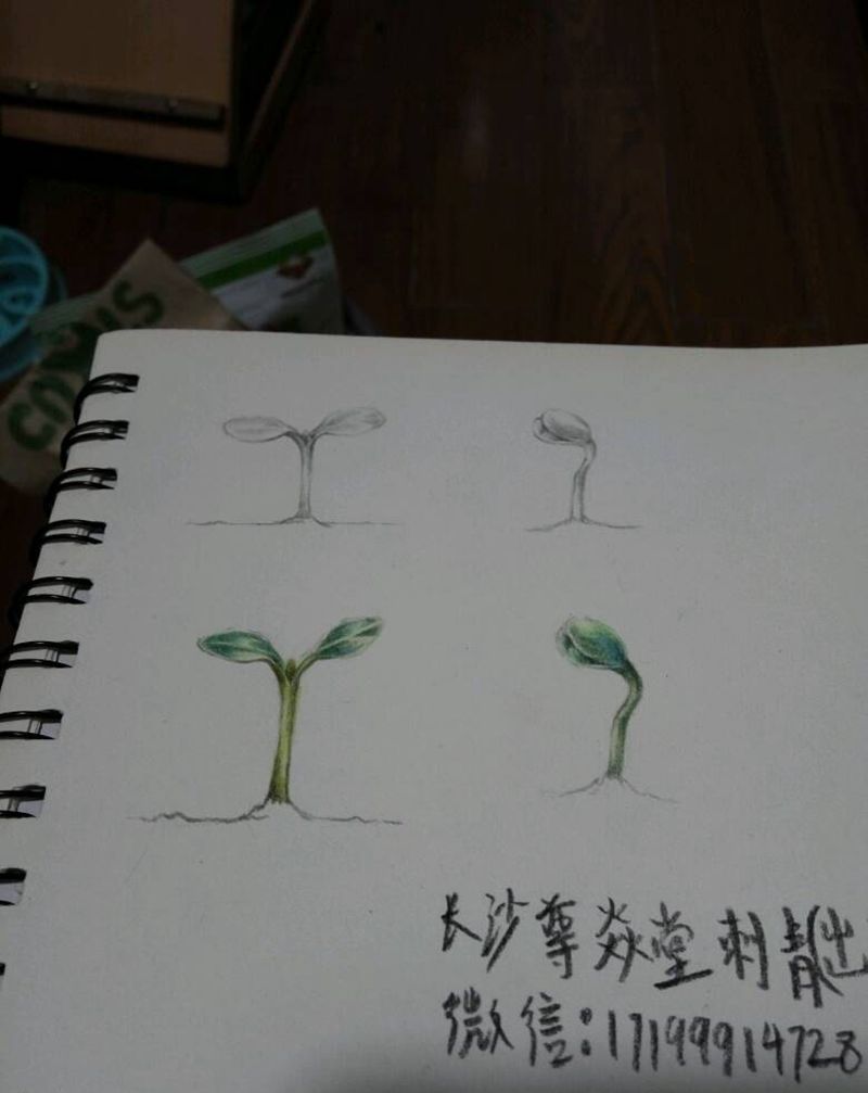 豆芽纹身图片_手稿插画纹身图案