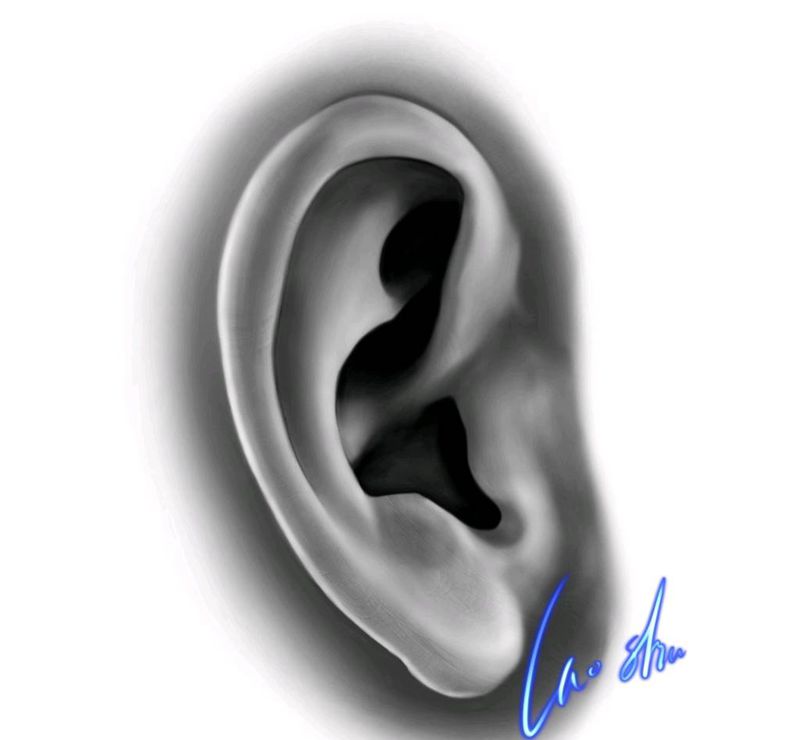 耳朵画纹身图片_欧美写实纹身图案