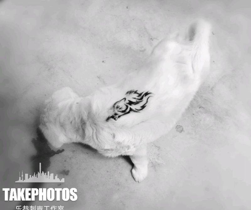 苦瓜喷个一次性纹身纹身图片