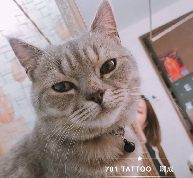 cat纹身图片