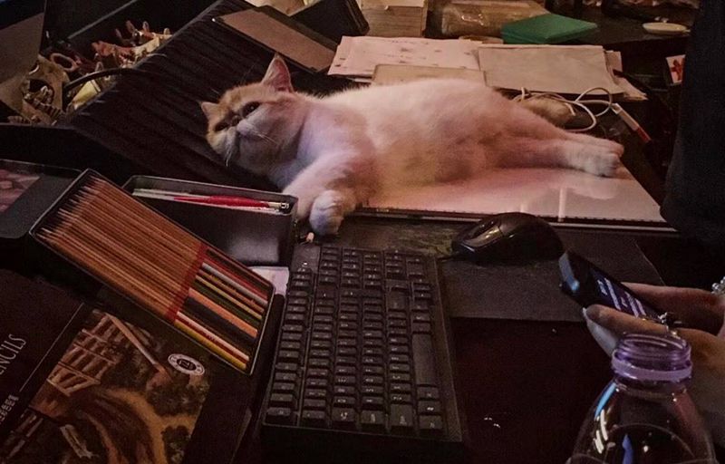 我的喵纹身图片