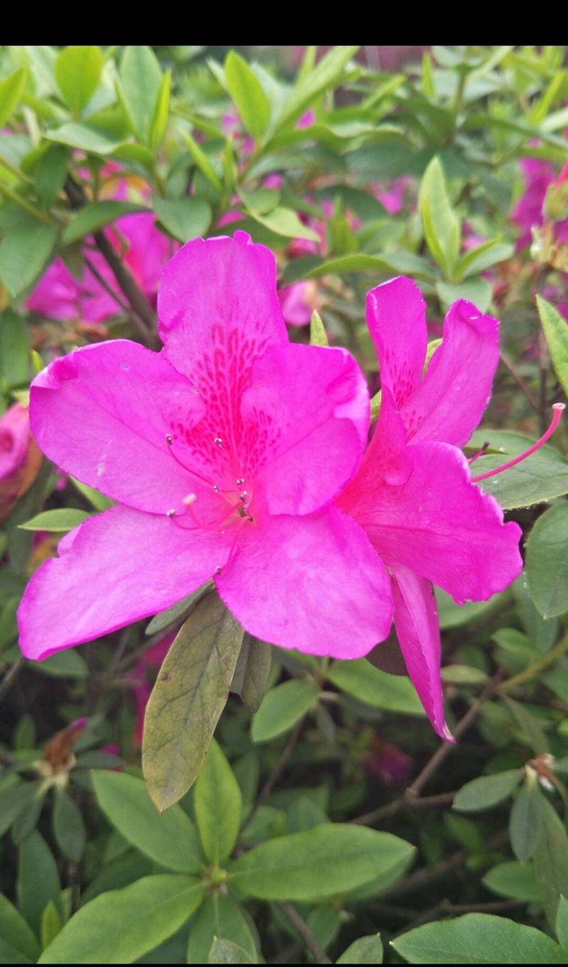 清明时节，杜鹃花开纹身图片