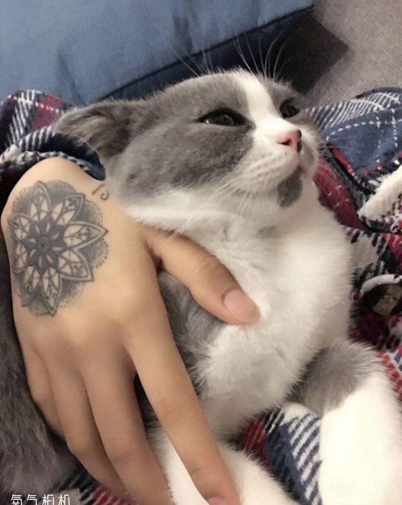 曼陀罗花纹身图片