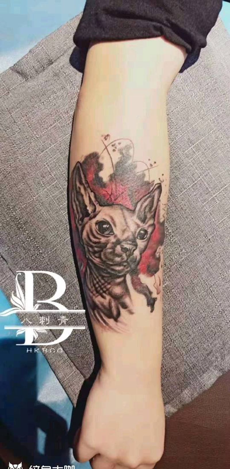 写实无毛猫纹身图片