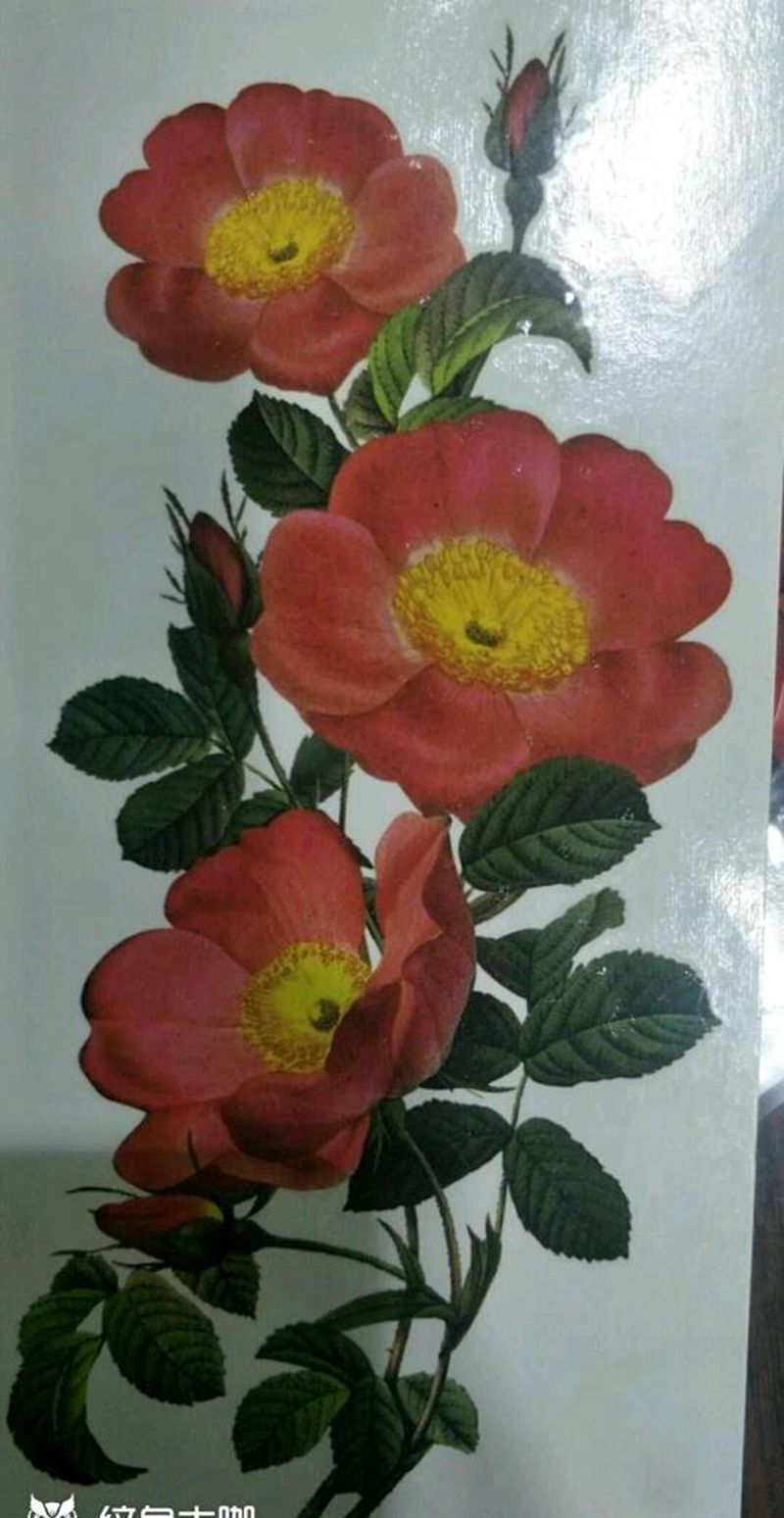 重彩花纹身图片