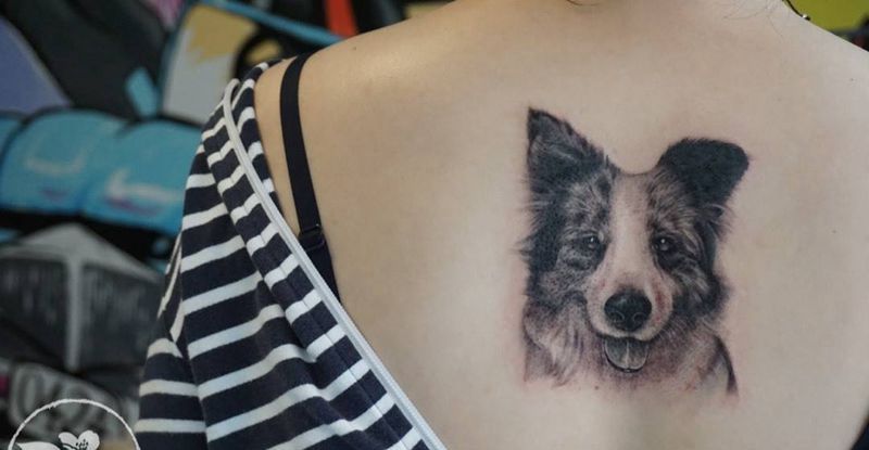 小边牧纹身图片