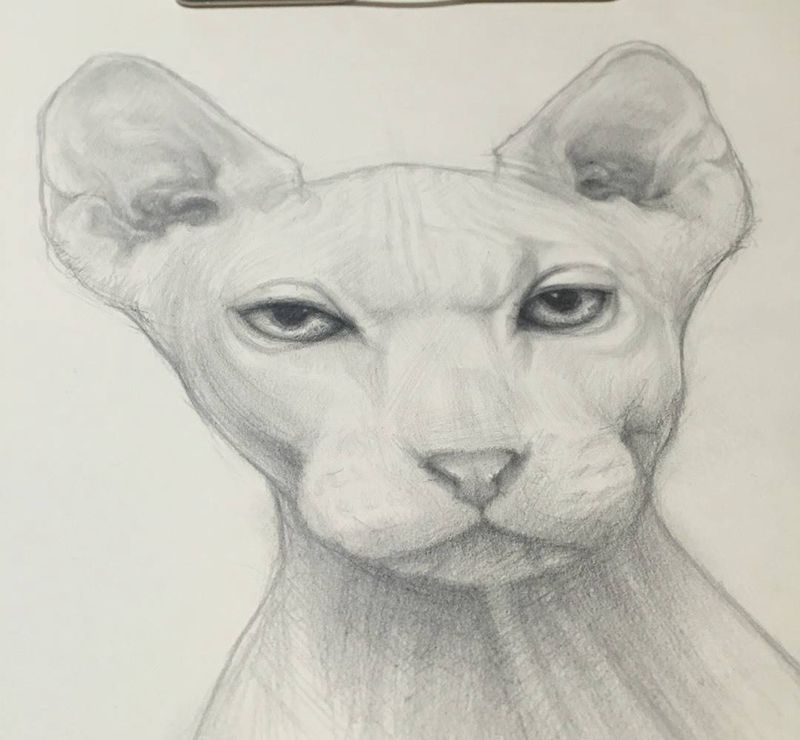 猫素描纹身图片