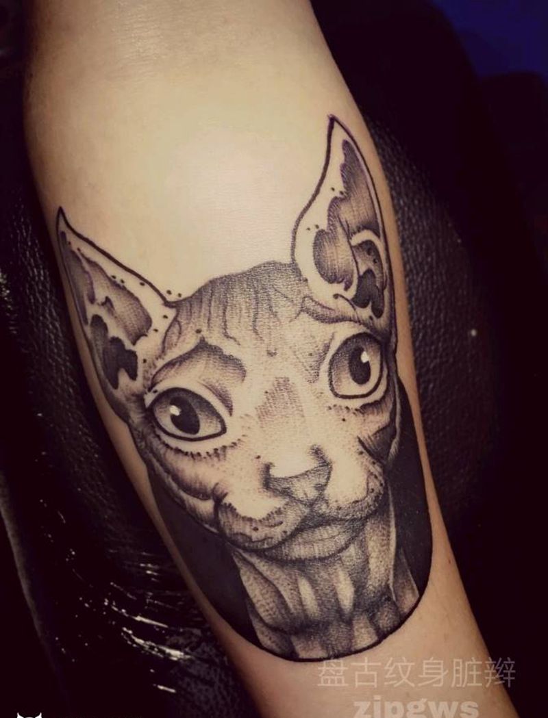 无毛猫纹身图片_手臂天台盘古盘古成品纹身图案