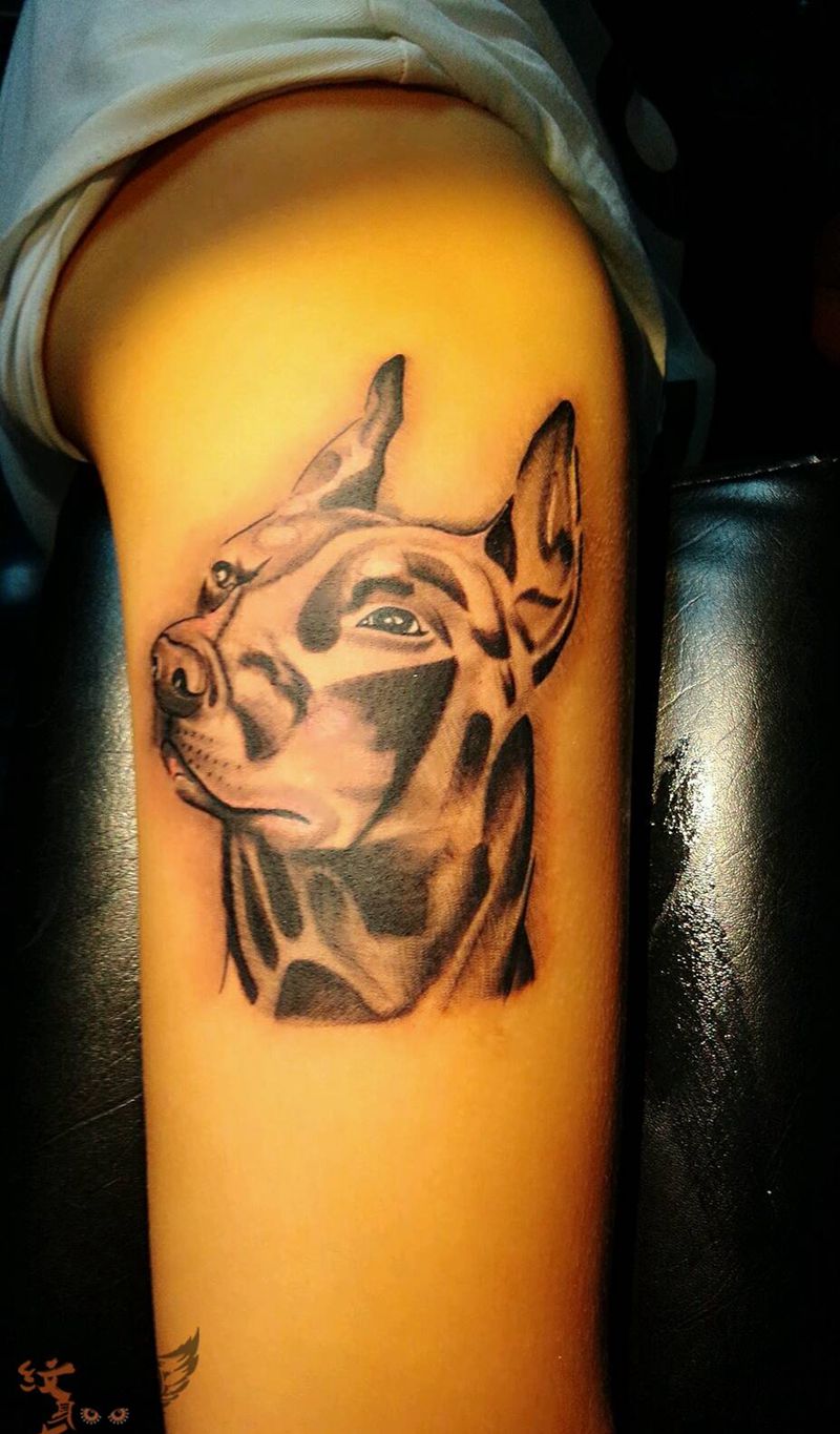 杜宾犬纹身图片