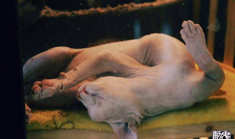 鬼手纹身纹身图片_鬼手云南昆明纹身图案