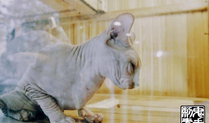 鬼手纹身纹身图片_昆明鬼手云南纹身图案