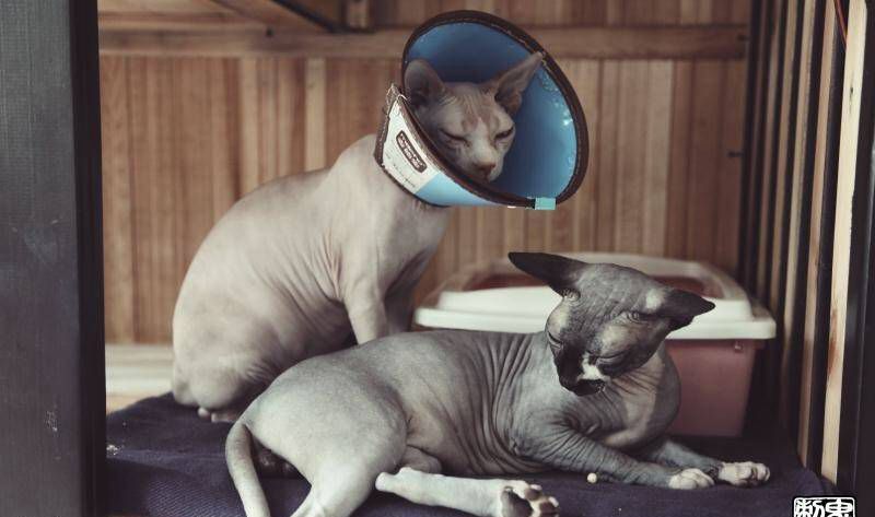 鬼手纹身纹身图片_鬼手云南昆明纹身图案