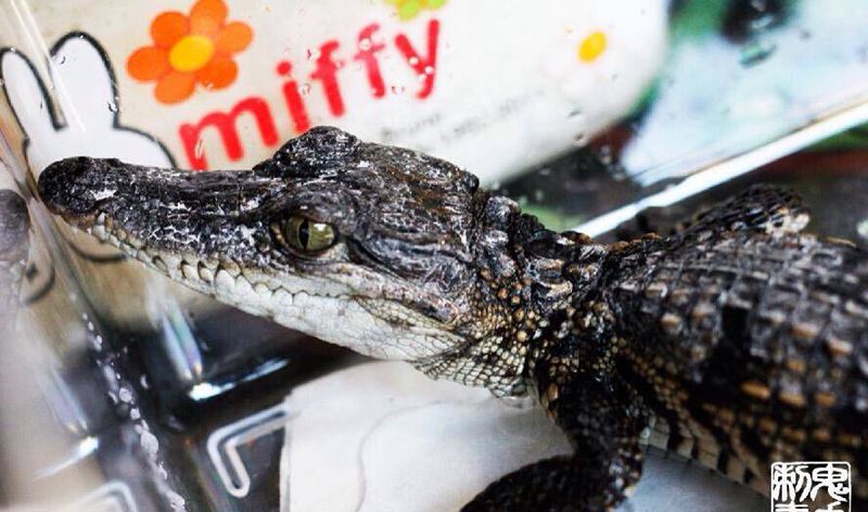 昆明鬼手纹身小鬼店纹身图片