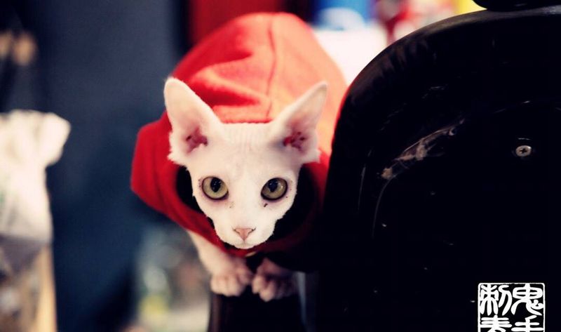 鬼手纹身纹身图片