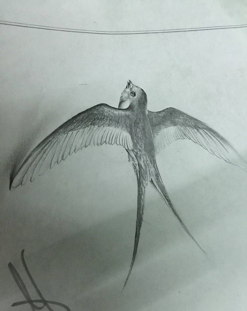 燕子纹身图片_手稿动物写实纹身图案