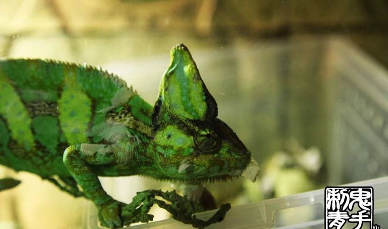 鬼手纹身纹身图片