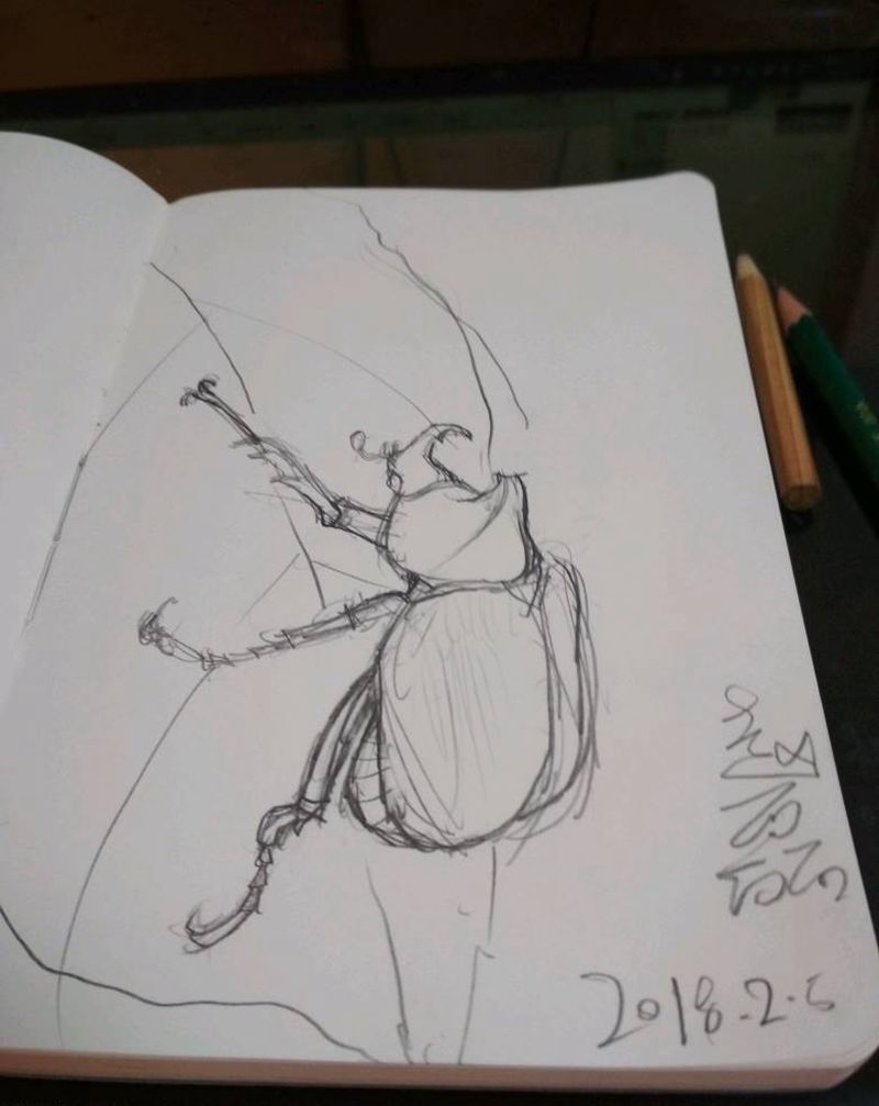 金龟子纹身图片