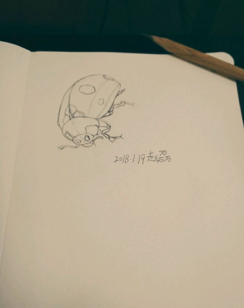 瓢虫线稿纹身图片