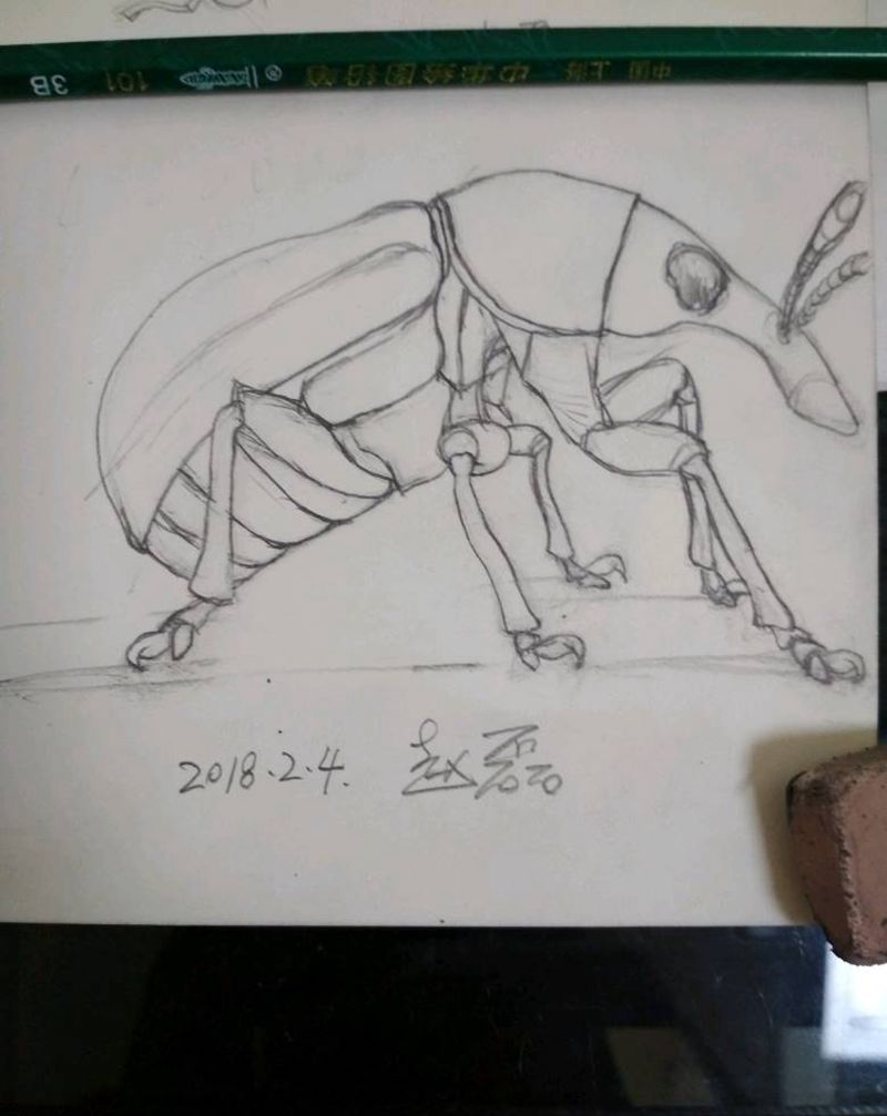 金龟子纹身图片