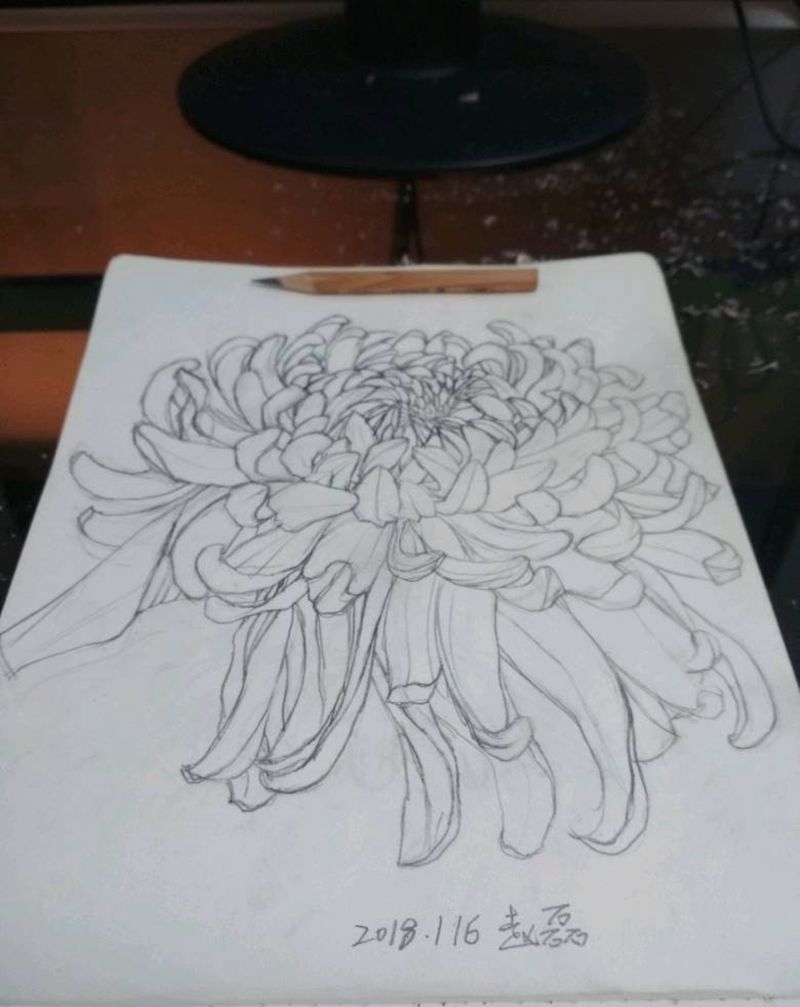 菊花 肆纹身图片