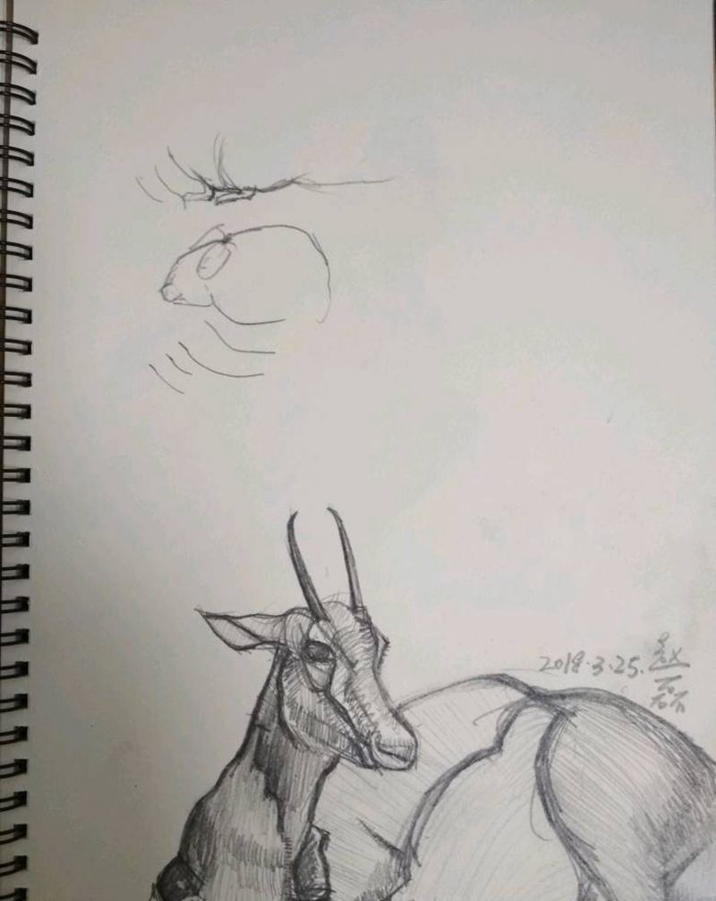 1纹身图片_欧美动物手稿纹身图案