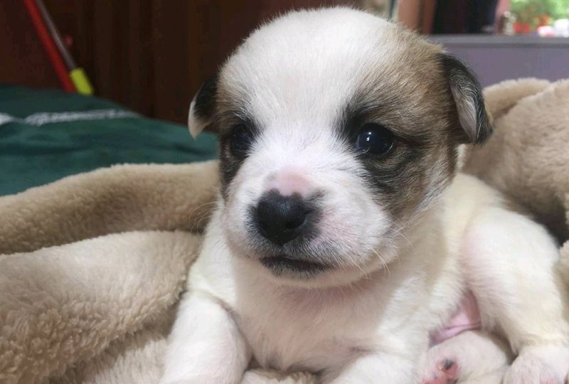 我的小可爱纹身图片