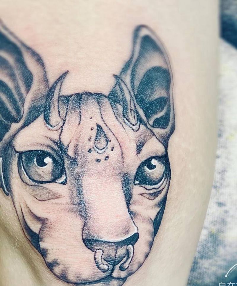 无毛猫纹身图片_膝盖纹身图案