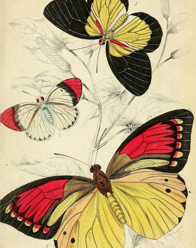 蝴蝶素材分享纹身图片