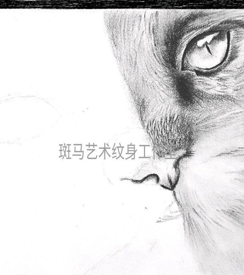 客人都猫咪纹身图片