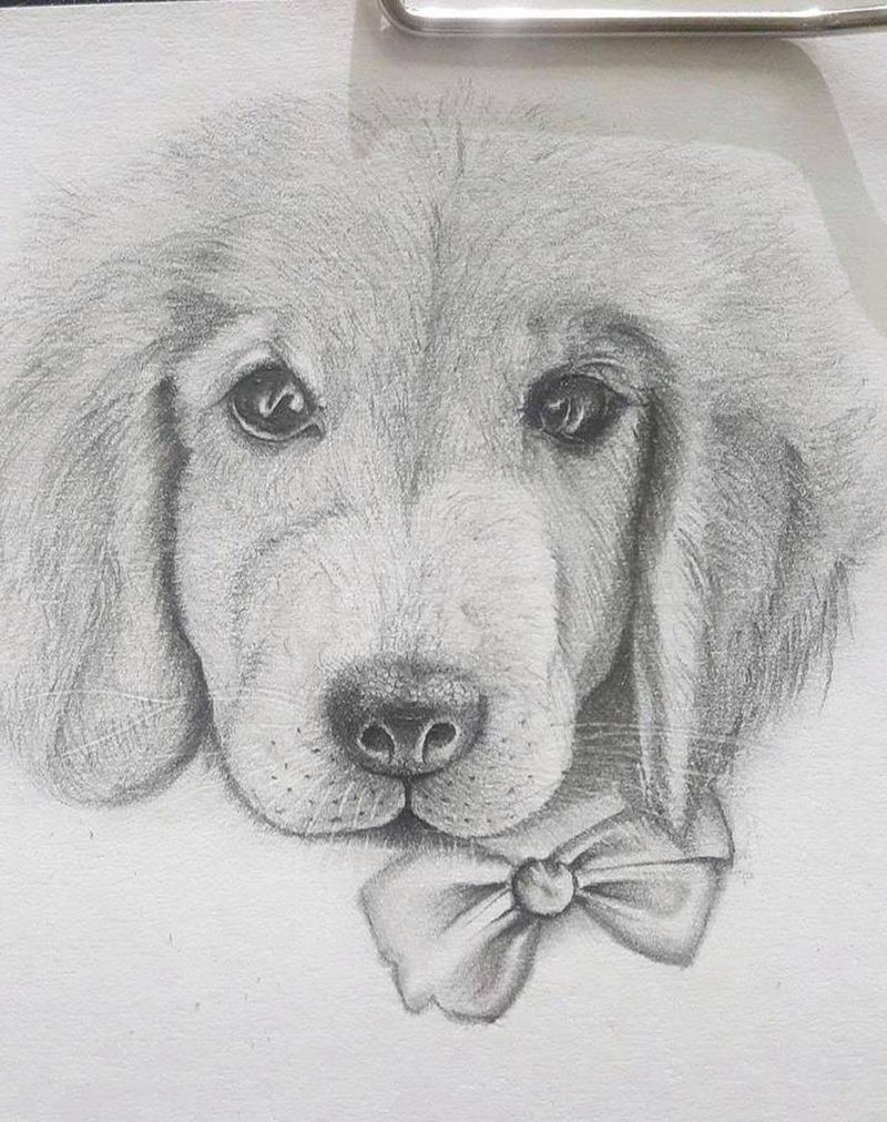 客人的小金毛纹身图片