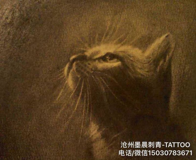 猫咪手稿纹身图片