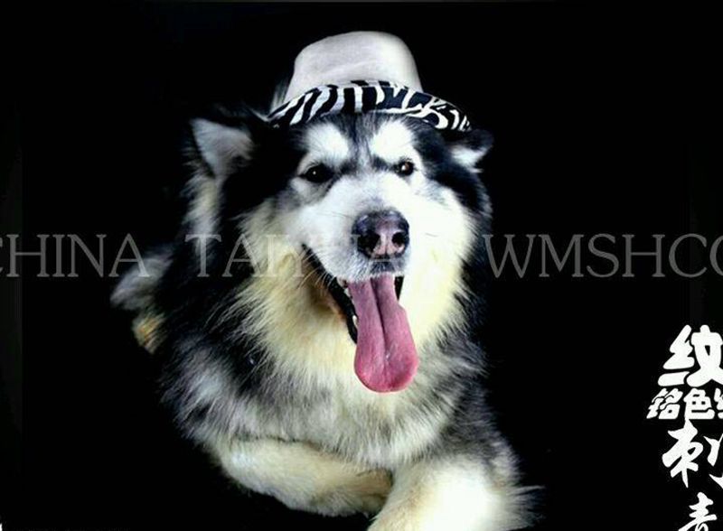 雪橇犬一只!纹身图片