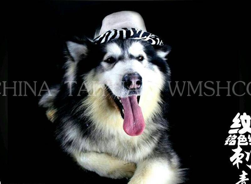 阿拉斯加纹身图片