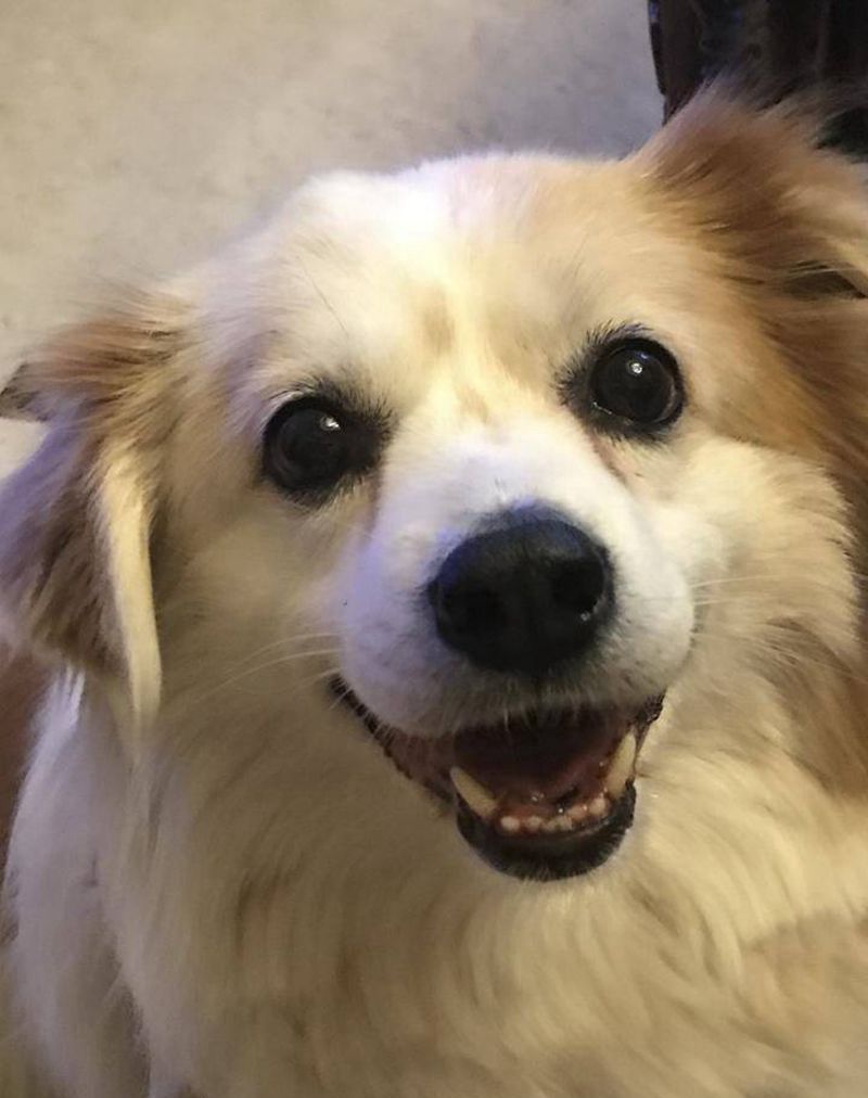 写实小狗纹身图片_腿部脚部欧美写实狗小狗纹身图案