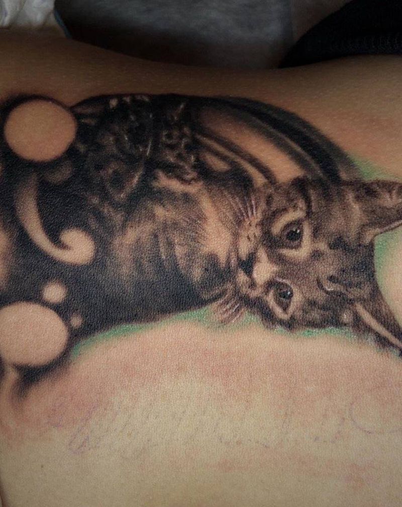 写实小猫纹身图片_腹部欧美写实纹身图案