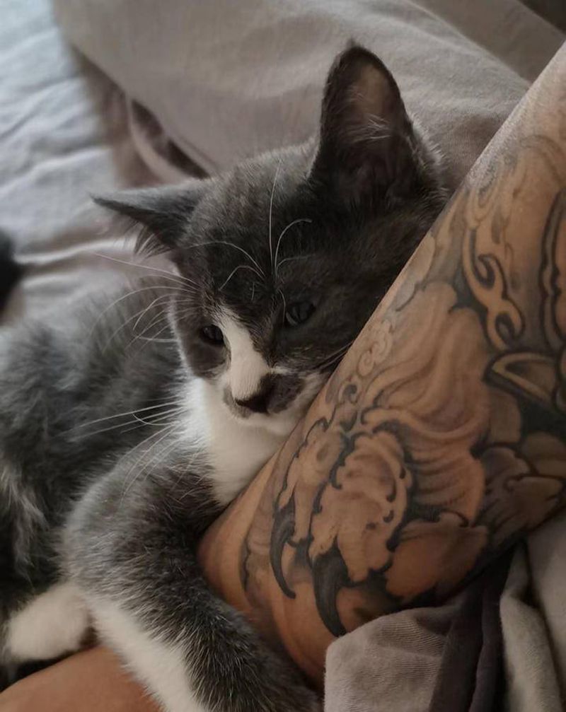 买家秀纹身图片_手臂新传统唐狮子牡丹黑灰纹身图案