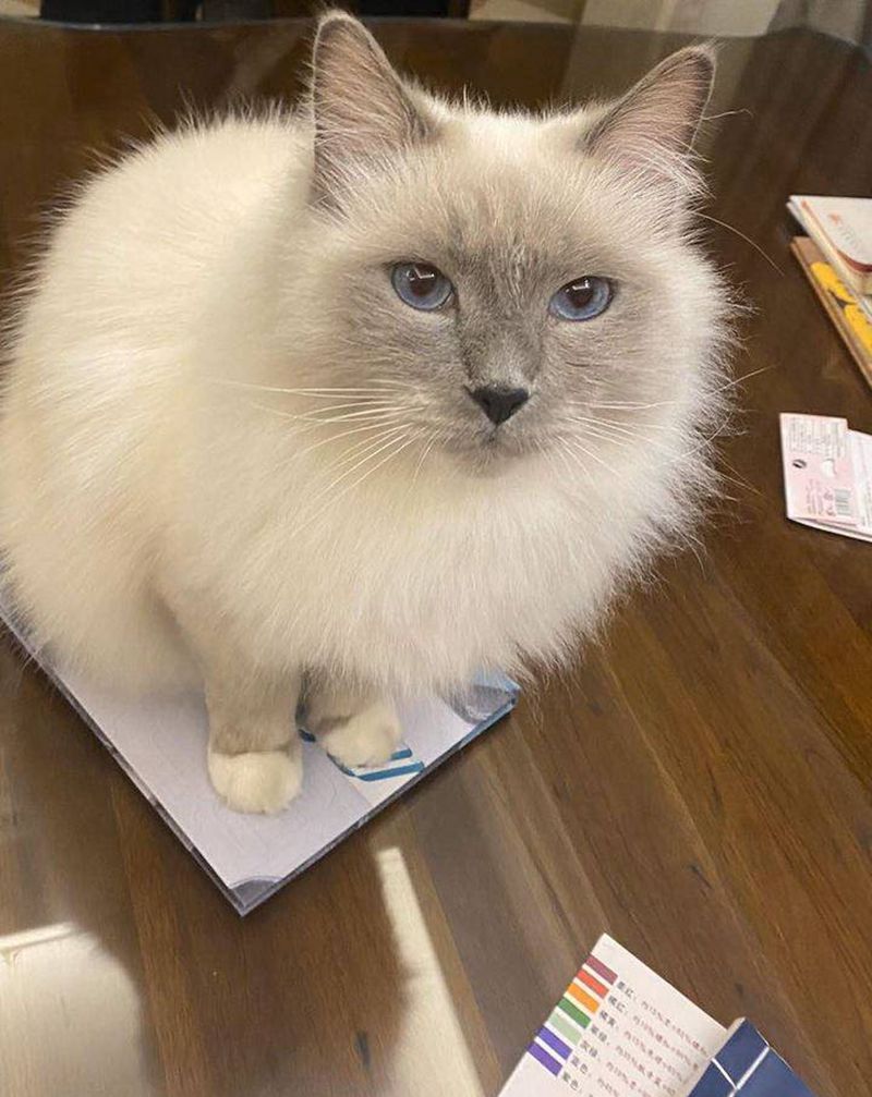 原创设计猫眼纹身图片_手部点刺欧美写实猫猫眼铁丝网纹身图案