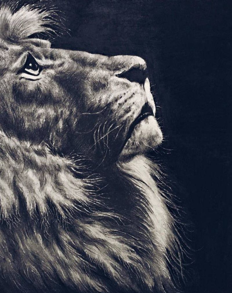 素描练习—狮子纹身图片_欧美写实纹身图案