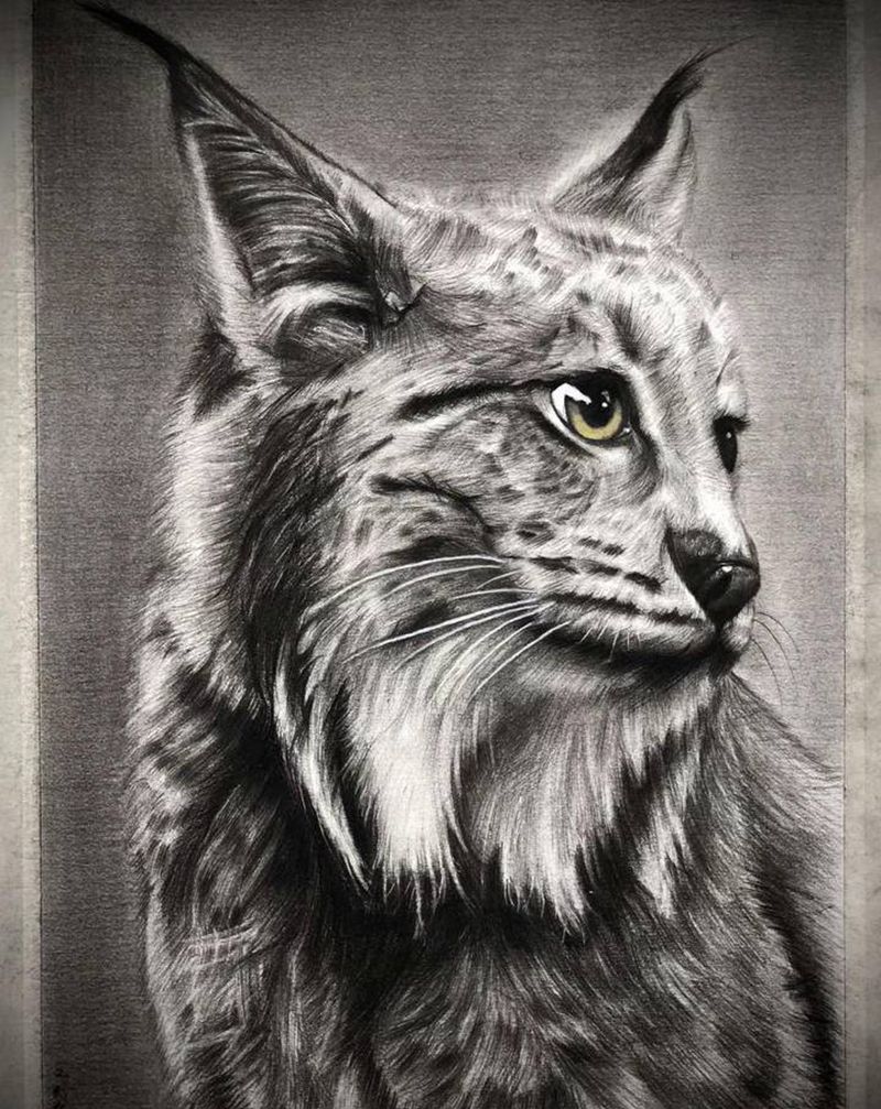 猞狸纹身图片_手臂素描 动物纹身图案