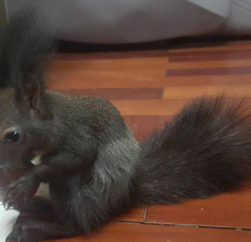 家有萌宠，带图可做纹身图片_手臂欧美写实点刺纹身图案