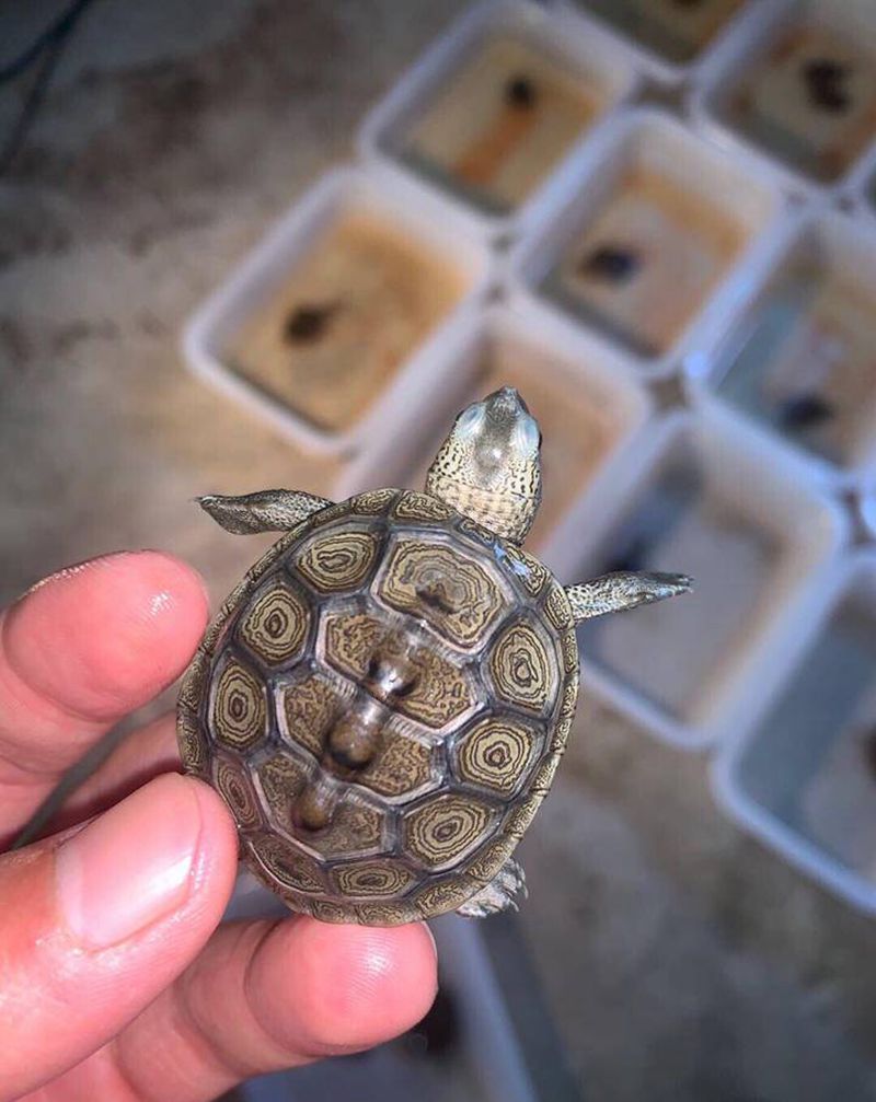 特价,干就完了纹身图片_腰部颈部几何New School纹身图案